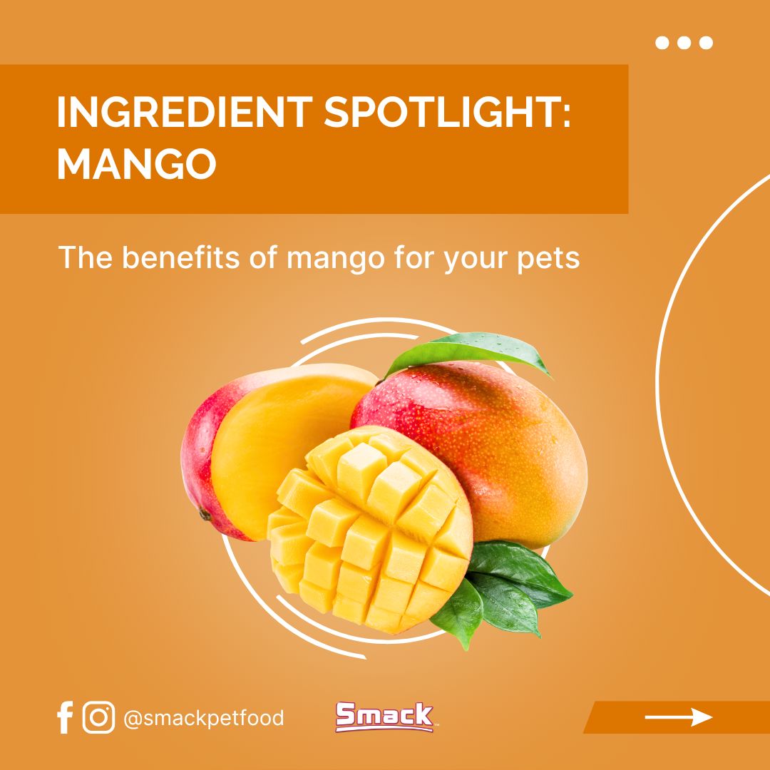 Can Dogs Eat Mango?
