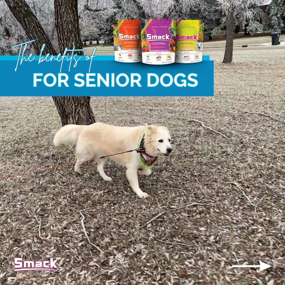 Elevating the Health of Your Senior Dog