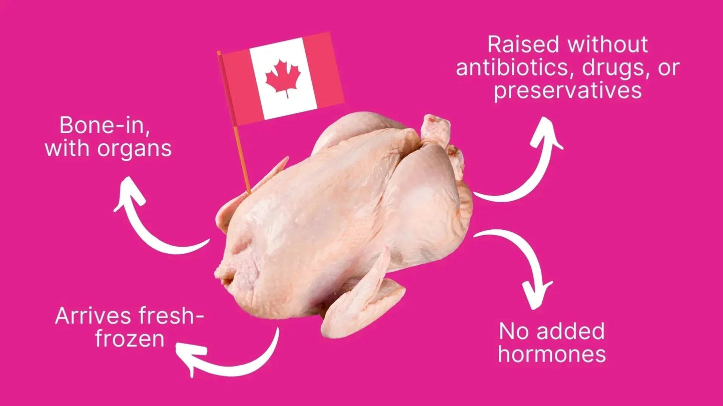 Spotlight on Chicken