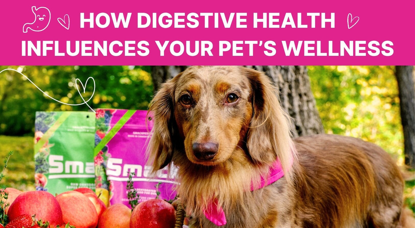 The Link Between Gut Health and Pet Vitality