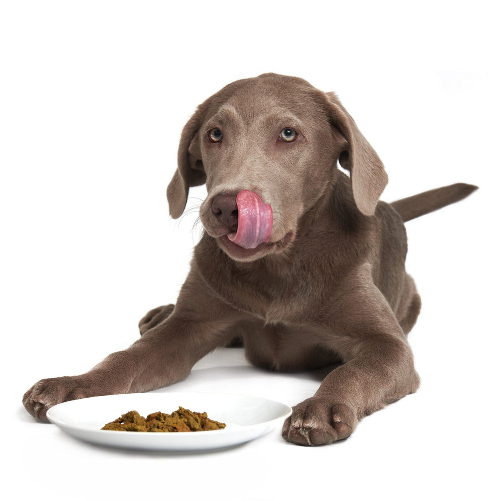 Caribbean-Salmon Fusion (DOG) Crunchy Style Smack Pet Food 